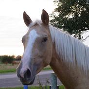 Palomino Mon Ami Bellona