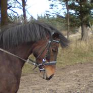 Anden særlig race Stald Foldagers Sille(red