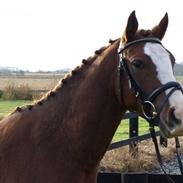 Anden særlig race Heartbreaker (solgt)