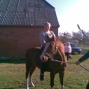 Anden særlig race Heartbreaker (solgt)