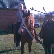 Anden særlig race Heartbreaker (solgt)