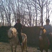 Anden særlig race Heartbreaker (solgt)