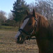 Anden særlig race Heartbreaker (solgt)