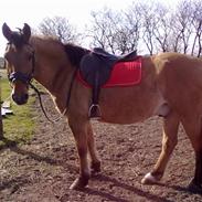 Anden særlig race Max