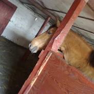 Anden særlig race Max