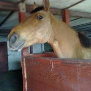 Anden særlig race Max