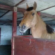 Anden særlig race Max