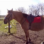 Anden særlig race Max