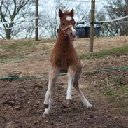 Welsh Mountain (sec A) Meraviglioso H. Cavallino