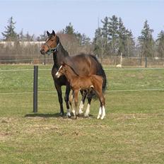 Dansk Varmblod Lillestaruphøjs Chello RIP