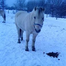 Fjordhest Bror Bindernæs
