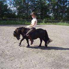 Shetlænder Sørby`s Viktor