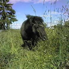 Shetlænder Sørby`s Viktor