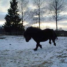 Shetlænder Sørby`s Viktor