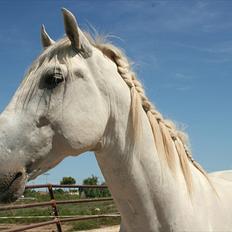 Pura Raza Española Don Doblete