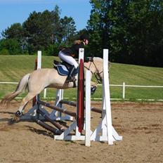 Fjordhest Strædesgaardens Max Motor