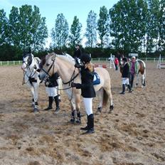Fjordhest Strædesgaardens Max Motor