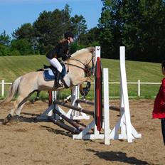 Fjordhest Strædesgaardens Max Motor