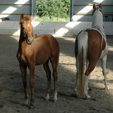 Pinto Kallestrups Omiaisis 