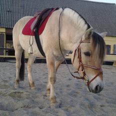 Fjordhest Fønix Frode