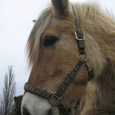 Fjordhest Fønix Frode