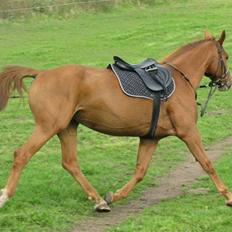 Dansk Varmblod Vinon