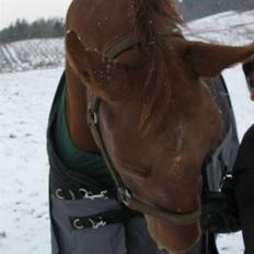 Dansk Varmblod Vinon