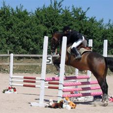 Anden særlig race Hector