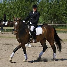 Anden særlig race Hector