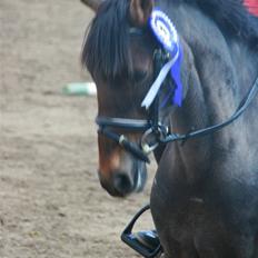 Anden særlig race Rapollo