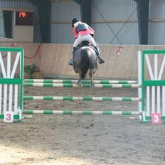 Anden særlig race Rapollo