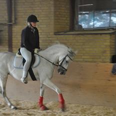 Arabisk fuldblod (OX)  belissa R.I.P