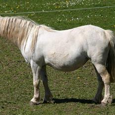 Welsh Mountain (sec A) Periwinkle 