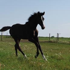 Dansk Varmblod Bright Eyes C