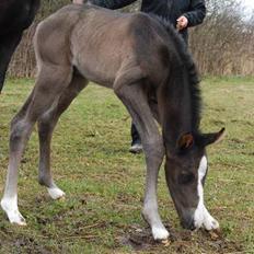 Dansk Varmblod Bright Eyes C