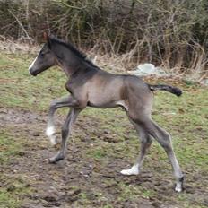 Dansk Varmblod Bright Eyes C