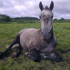 Shagya Araber (SH) BARNABY SOLGT