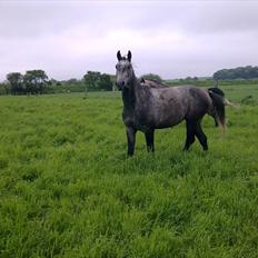 Shagya Araber (SH) BARNABY SOLGT