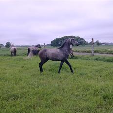 Shagya Araber (SH) BARNABY SOLGT