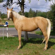 Palomino Mon Ami Bellona