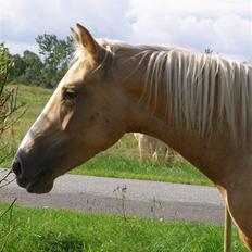 Palomino Mon Ami Bellona