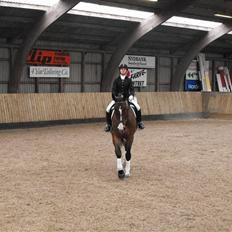 Holstener Mr. Regan/Raket