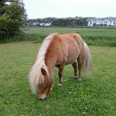 Shetlænder Gretrud. Solgt