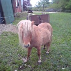 Shetlænder Gretrud. Solgt