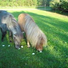 Shetlænder Gretrud. Solgt