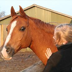 Arabisk fuldblod (OX) Gomir ox 2763