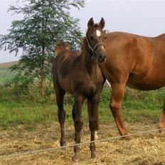 Dansk Varmblod Amazing Amarilla