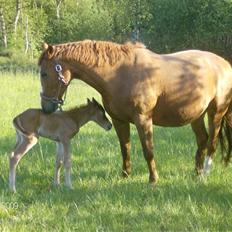 Dansk Varmblod Amazing Amarilla