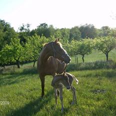 Dansk Varmblod Amazing Amarilla