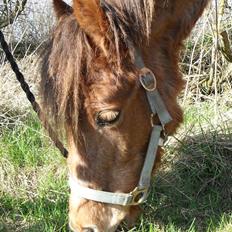 Anden særlig race Silas *Aflivet d.8/3-11*